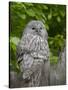 Ural owl. Adult at entrance of nest in hole of a tree. Enclosure in the Bavarian Forest NP, Germany-Martin Zwick-Stretched Canvas