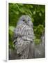 Ural owl. Adult at entrance of nest in hole of a tree. Enclosure in the Bavarian Forest NP, Germany-Martin Zwick-Framed Photographic Print