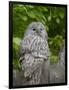 Ural owl. Adult at entrance of nest in hole of a tree. Enclosure in the Bavarian Forest NP, Germany-Martin Zwick-Framed Photographic Print