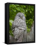 Ural owl. Adult at entrance of nest in hole of a tree. Enclosure in the Bavarian Forest NP, Germany-Martin Zwick-Framed Stretched Canvas