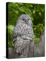 Ural owl. Adult at entrance of nest in hole of a tree. Enclosure in the Bavarian Forest NP, Germany-Martin Zwick-Stretched Canvas