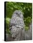 Ural owl. Adult at entrance of nest in hole of a tree. Enclosure in the Bavarian Forest NP, Germany-Martin Zwick-Stretched Canvas