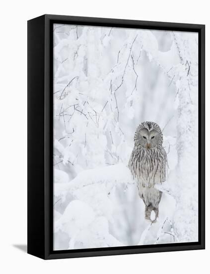 Ural Owl (Stix Uralensis) Resting in Snowy Tree, Kuusamo, Finland-Markus Varesvuo-Framed Stretched Canvas