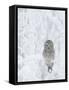 Ural Owl (Stix Uralensis) Resting in Snowy Tree, Kuusamo, Finland-Markus Varesvuo-Framed Stretched Canvas