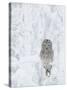 Ural Owl (Stix Uralensis) Resting in Snowy Tree, Kuusamo, Finland-Markus Varesvuo-Stretched Canvas