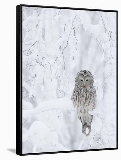 Ural Owl (Stix Uralensis) Resting in Snowy Tree, Kuusamo, Finland-Markus Varesvuo-Framed Stretched Canvas