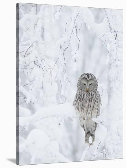 Ural Owl (Stix Uralensis) Resting in Snowy Tree, Kuusamo, Finland-Markus Varesvuo-Stretched Canvas