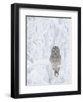 Ural Owl (Stix Uralensis) Resting in Snowy Tree, Kuusamo, Finland-Markus Varesvuo-Framed Premium Photographic Print