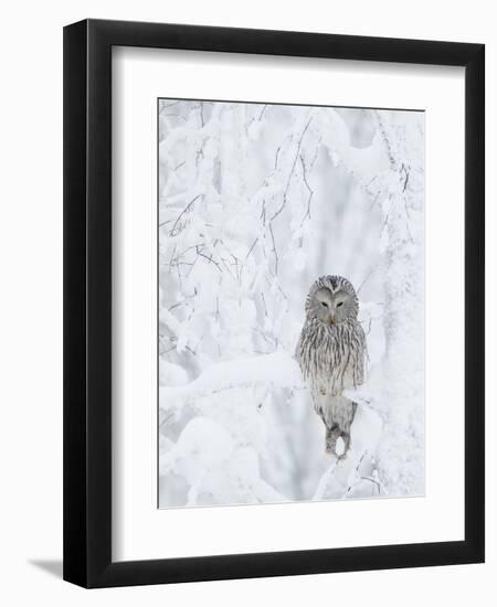 Ural Owl (Stix Uralensis) Resting in Snowy Tree, Kuusamo, Finland-Markus Varesvuo-Framed Premium Photographic Print