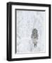 Ural Owl (Stix Uralensis) Resting in Snowy Tree, Kuusamo, Finland-Markus Varesvuo-Framed Premium Photographic Print