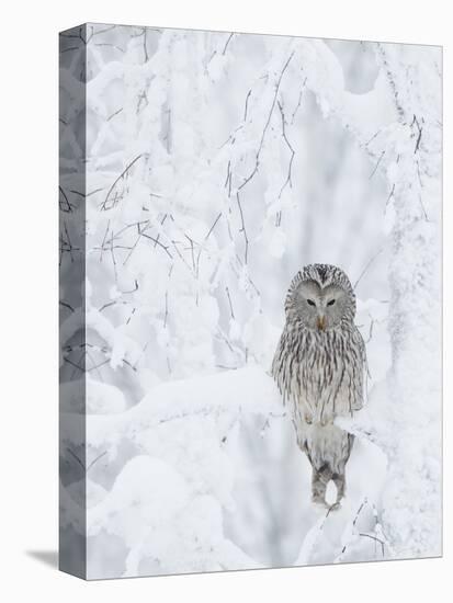 Ural Owl (Stix Uralensis) Resting in Snowy Tree, Kuusamo, Finland-Markus Varesvuo-Stretched Canvas