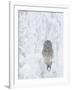 Ural Owl (Stix Uralensis) Resting in Snowy Tree, Kuusamo, Finland-Markus Varesvuo-Framed Photographic Print