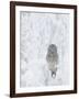 Ural Owl (Stix Uralensis) Resting in Snowy Tree, Kuusamo, Finland-Markus Varesvuo-Framed Photographic Print