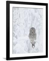 Ural Owl (Stix Uralensis) Resting in Snowy Tree, Kuusamo, Finland-Markus Varesvuo-Framed Photographic Print