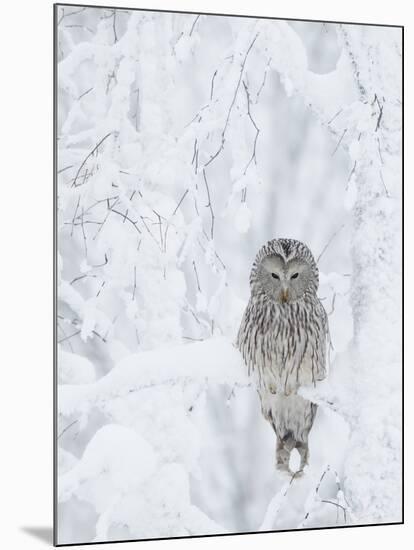 Ural Owl (Stix Uralensis) Resting in Snowy Tree, Kuusamo, Finland-Markus Varesvuo-Mounted Photographic Print