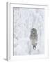 Ural Owl (Stix Uralensis) Resting in Snowy Tree, Kuusamo, Finland-Markus Varesvuo-Framed Photographic Print