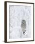 Ural Owl (Stix Uralensis) Resting in Snowy Tree, Kuusamo, Finland-Markus Varesvuo-Framed Photographic Print