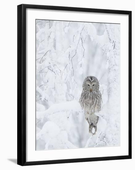 Ural Owl (Stix Uralensis) Resting in Snowy Tree, Kuusamo, Finland-Markus Varesvuo-Framed Photographic Print