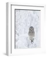 Ural Owl (Stix Uralensis) Resting in Snowy Tree, Kuusamo, Finland-Markus Varesvuo-Framed Photographic Print