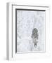 Ural Owl (Stix Uralensis) Resting in Snowy Tree, Kuusamo, Finland-Markus Varesvuo-Framed Photographic Print