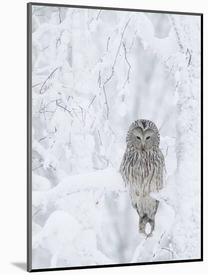 Ural Owl (Stix Uralensis) Resting in Snowy Tree, Kuusamo, Finland-Markus Varesvuo-Mounted Photographic Print