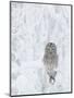 Ural Owl (Stix Uralensis) Resting in Snowy Tree, Kuusamo, Finland-Markus Varesvuo-Mounted Photographic Print