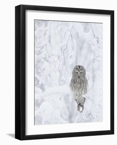 Ural Owl (Stix Uralensis) Resting in Snowy Tree, Kuusamo, Finland-Markus Varesvuo-Framed Photographic Print