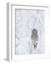 Ural Owl (Stix Uralensis) Resting in Snowy Tree, Kuusamo, Finland-Markus Varesvuo-Framed Photographic Print