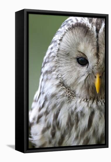 Ural Owl (Strix Uralensis) Close-Up Portrait, Bergslagen, Sweden, June 2009-Cairns-Framed Stretched Canvas