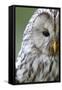 Ural Owl (Strix Uralensis) Close-Up Portrait, Bergslagen, Sweden, June 2009-Cairns-Framed Stretched Canvas