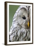 Ural Owl (Strix Uralensis) Close-Up Portrait, Bergslagen, Sweden, June 2009-Cairns-Framed Premium Photographic Print