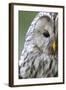 Ural Owl (Strix Uralensis) Close-Up Portrait, Bergslagen, Sweden, June 2009-Cairns-Framed Premium Photographic Print