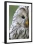 Ural Owl (Strix Uralensis) Close-Up Portrait, Bergslagen, Sweden, June 2009-Cairns-Framed Premium Photographic Print