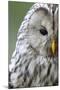Ural Owl (Strix Uralensis) Close-Up Portrait, Bergslagen, Sweden, June 2009-Cairns-Mounted Premium Photographic Print