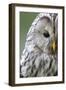 Ural Owl (Strix Uralensis) Close-Up Portrait, Bergslagen, Sweden, June 2009-Cairns-Framed Photographic Print