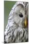 Ural Owl (Strix Uralensis) Close-Up Portrait, Bergslagen, Sweden, June 2009-Cairns-Mounted Photographic Print