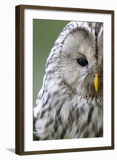 Ural Owl (Strix Uralensis) Close-Up Portrait, Bergslagen, Sweden, June 2009-Cairns-Framed Photographic Print