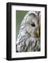 Ural Owl (Strix Uralensis) Close-Up Portrait, Bergslagen, Sweden, June 2009-Cairns-Framed Photographic Print