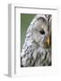 Ural Owl (Strix Uralensis) Close-Up Portrait, Bergslagen, Sweden, June 2009-Cairns-Framed Photographic Print