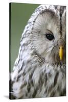 Ural Owl (Strix Uralensis) Close-Up Portrait, Bergslagen, Sweden, June 2009-Cairns-Stretched Canvas