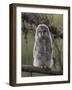 Ural owl (Strix uralensis), juvenile, Finland, June-Jussi Murtosaari-Framed Photographic Print