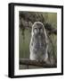 Ural owl (Strix uralensis), juvenile, Finland, June-Jussi Murtosaari-Framed Photographic Print