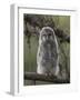 Ural owl (Strix uralensis), juvenile, Finland, June-Jussi Murtosaari-Framed Photographic Print