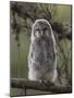 Ural owl (Strix uralensis), juvenile, Finland, June-Jussi Murtosaari-Mounted Photographic Print