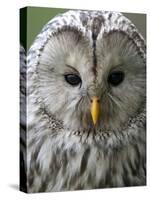 Ural Owl (Strix Uralensis) Portrait, Bergslagen, Sweden, June 2009-Cairns-Stretched Canvas