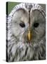 Ural Owl (Strix Uralensis) Portrait, Bergslagen, Sweden, June 2009-Cairns-Stretched Canvas