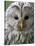 Ural Owl (Strix Uralensis) Portrait, Bergslagen, Sweden, June 2009-Cairns-Stretched Canvas