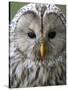 Ural Owl (Strix Uralensis) Portrait, Bergslagen, Sweden, June 2009-Cairns-Stretched Canvas