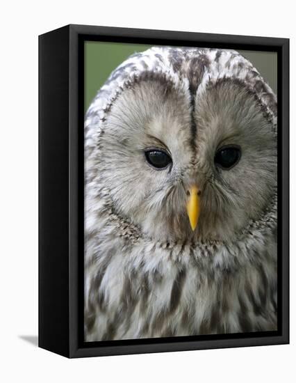 Ural Owl (Strix Uralensis) Portrait, Bergslagen, Sweden, June 2009-Cairns-Framed Stretched Canvas