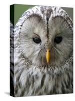 Ural Owl (Strix Uralensis) Portrait, Bergslagen, Sweden, June 2009-Cairns-Stretched Canvas